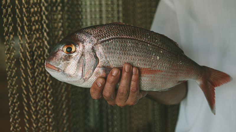 Cataria Pescado