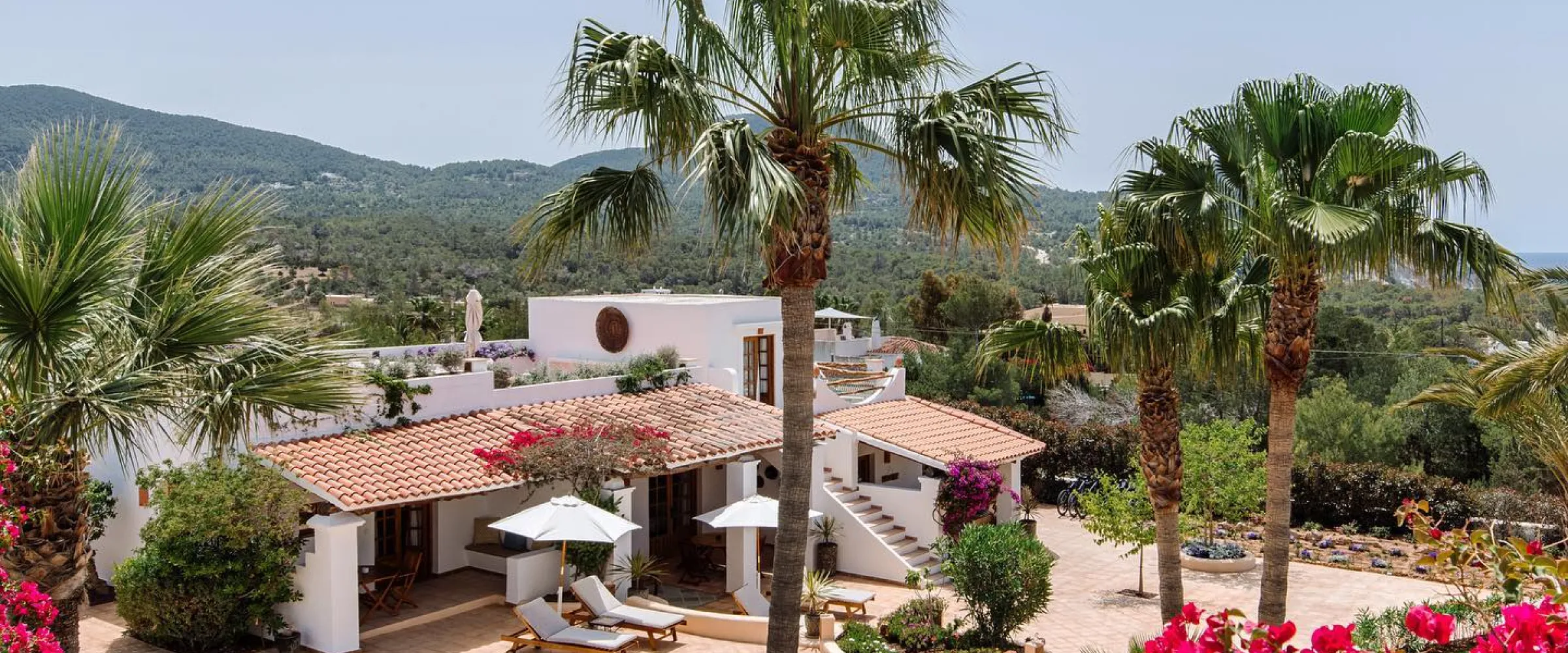 Petunia Ibiza